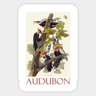 Pileated Woodpecker by John James Audubon Sticker